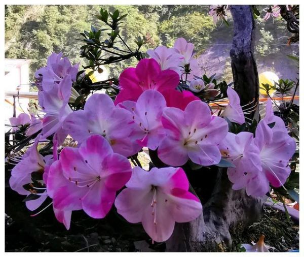 杜鹃花盆景花后管理技巧，少不了3步，杜鹃花年年开花爆盆造型美