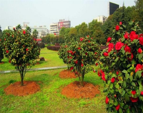 学会这几点，养殖茶花不难，下文是关于茶花的养殖方法和注意事项