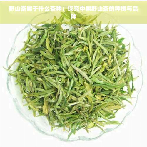 野山茶属于什么茶种：探究中国野山茶的种植与品种