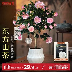 京东鲜花 山茶花苗 1枝 香妃山茶花（带奶油花盆吊卡）