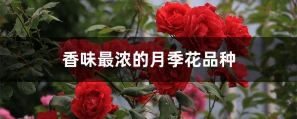 香味最浓的月季花品种