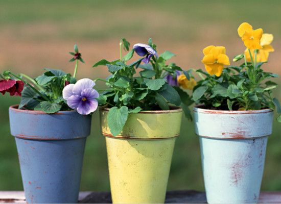 室内植物效果图