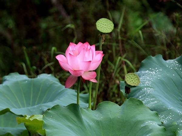 荷花苗种藕莲藕苗