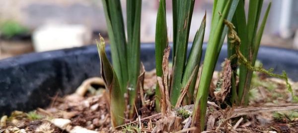 兰花种植土怎么配（兰花种植土配方大全）