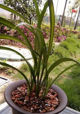 金丝马尾兰花的种植方法（打造独特的观赏空间，从金丝马尾兰花开始）