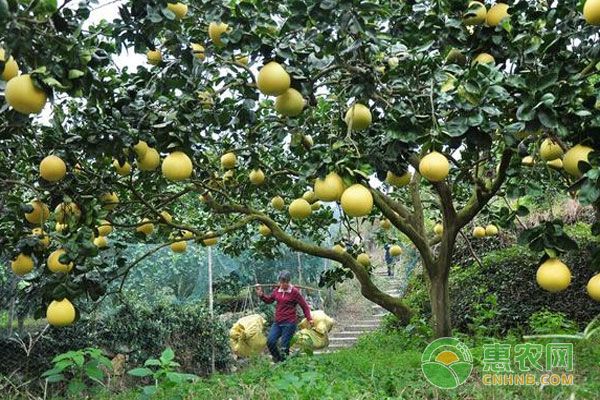 柚子树种植中的常见问题(附解决方案)-图片版权归惠农网所有