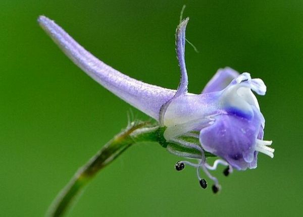 15种花草中的“毒美人”你知道几种？