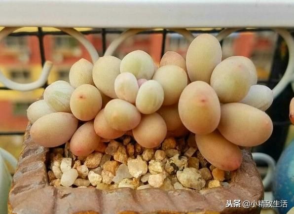 冬天应该怎样给多肉植物浇水？下面这9点说的已经比较全面了