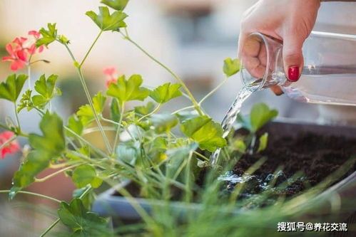 室内盆栽花浇水时间指南