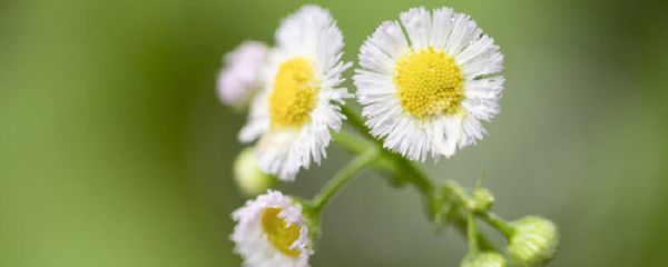 小雏菊的寓意和象征 小雏菊的寓意和象征是什么