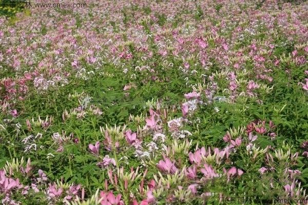 醉蝶花种子发芽出苗开花图片