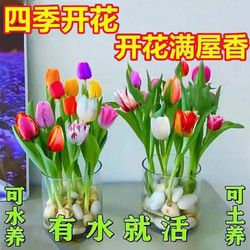 郁金香 水培花卉植物 百合花四季常青盆栽 二十棵苗+送10颗