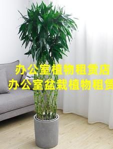 办公室植物租赁店【办公室盆栽植物租赁】