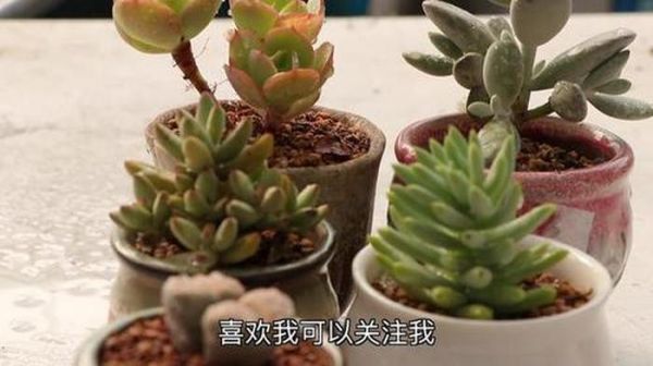 养花浇水技巧多肉；如何养多肉植物浇水