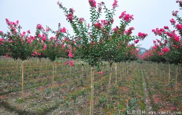 紫薇树图片基地实拍