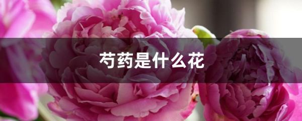 芍药是什么花