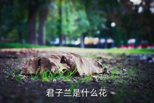 君子兰是什么花