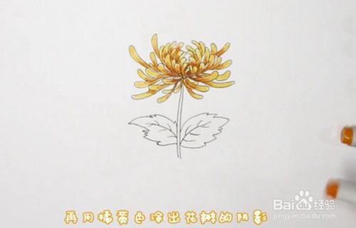 菊花简笔画怎么画