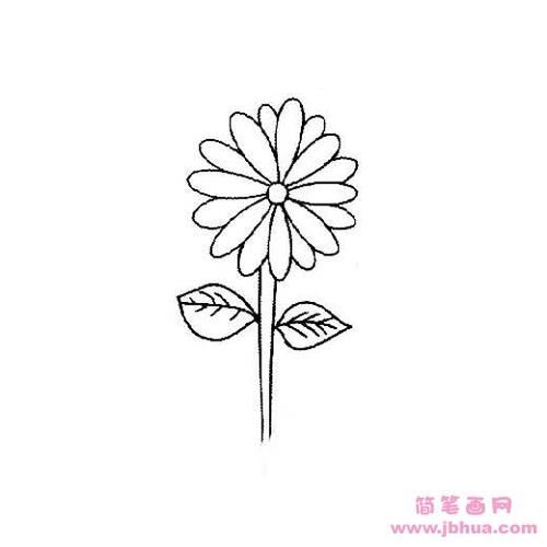 儿童菊花简笔画