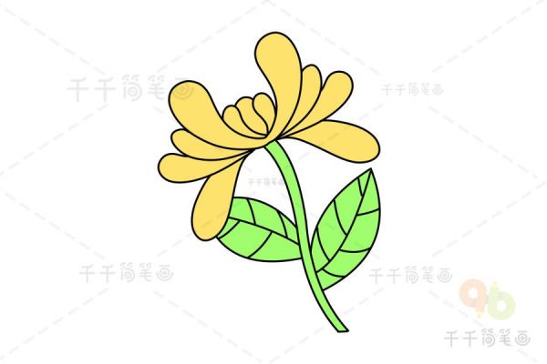 漂亮的菊花简笔画图片菊花简笔画