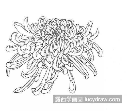 简单的菊花线描怎么画？教你画一幅菊花简笔画