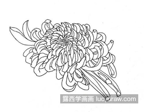 简单的菊花线描怎么画？教你画一幅菊花简笔画