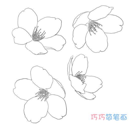 卡通可爱的樱花怎么画简单_樱花简笔画图片