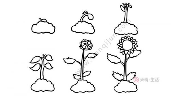 植物生长过程6张简笔画