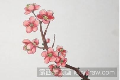 梅花怎么画？简单的梅花简笔画教程