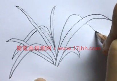 兰花画法简笔画