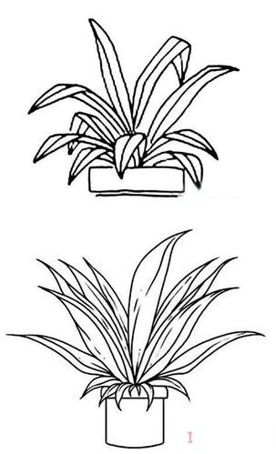 怎么画绿植盆栽简笔画图片教程简单-儿童简笔画大全