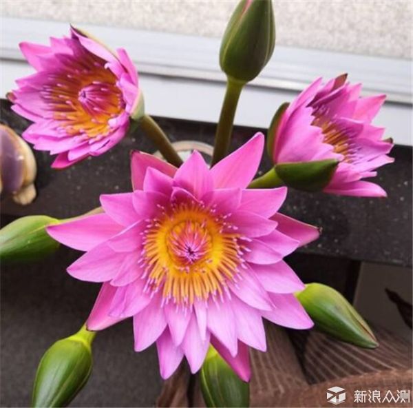 教师节送花指南，一束鲜花表谢意_新浪众测