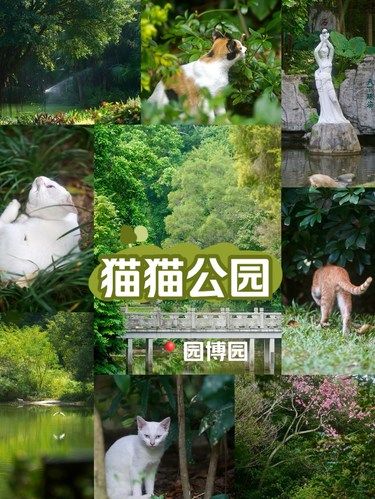 深圳｜不仅有花海还有猫猫的公园｜公园猫猫图鉴