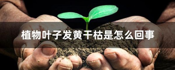 植物叶子发黄干枯是怎么回事