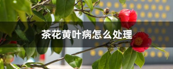 茶花黄叶病怎么处理