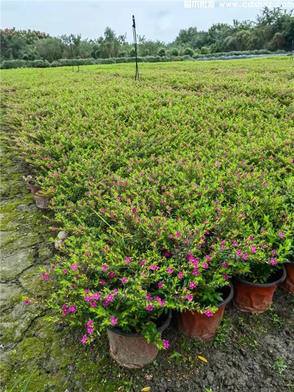 紫萼距花基地实拍图片