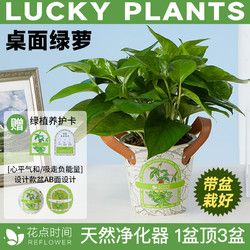 REFLOWER 花点时间 绿萝发财树盆栽办公室内桌面四季好养活吸甲醛花卉绿植物