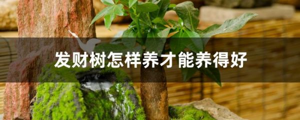 发财树怎样养才能养得好