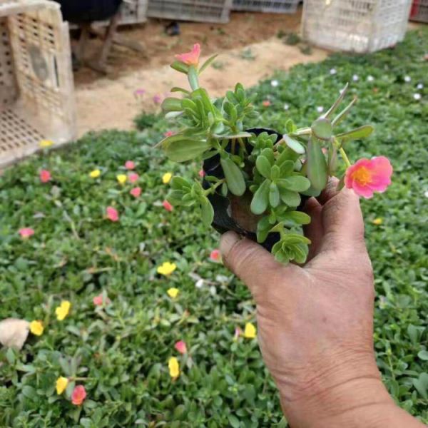 太阳花批发价格 大花马齿笕种植基地 双色盆太阳花盆栽大量供应