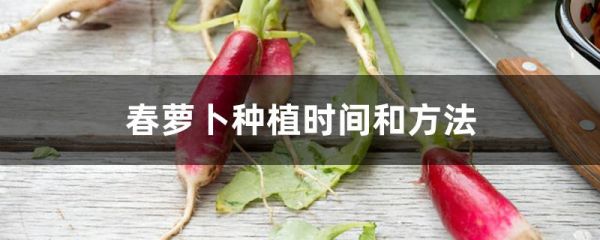 春萝卜种植时间和方法