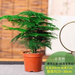 大文竹盆栽植物 一盆文竹+原生盆(20-30cm)