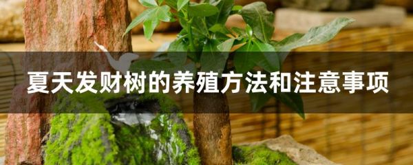 夏天发财树的养殖方法和注意事项