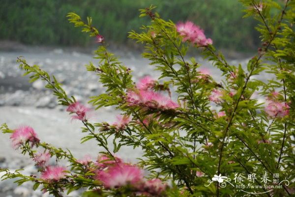 细叶粉扑花Calliandra brevipes