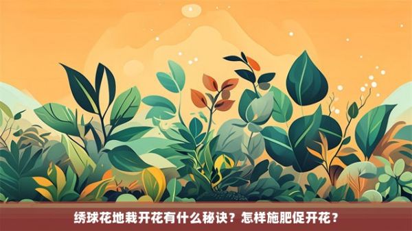 绣球花地栽开花有什么秘诀？怎样施肥促开花？