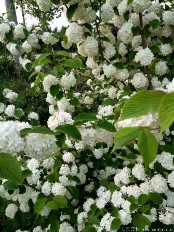 绣球花图片基地实拍