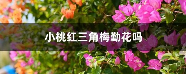 小桃红三角梅勤花吗