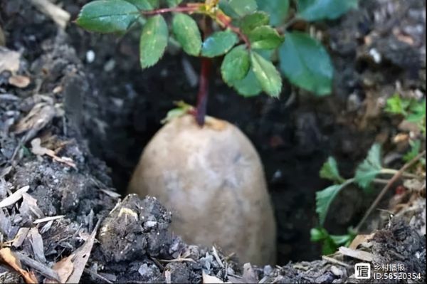 三角梅生根方法有很多种，可以根据实际情况灵活选用，不要急着看