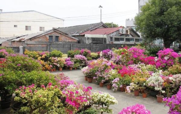 给三角梅“催花”用3招，花开不断，冬季送你一片花海