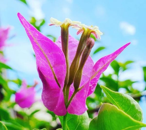 给三角梅“催花”用3招，花开不断，冬季送你一片花海