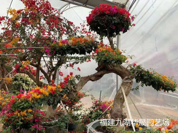 造型三角梅行情 三角梅种植基地图片